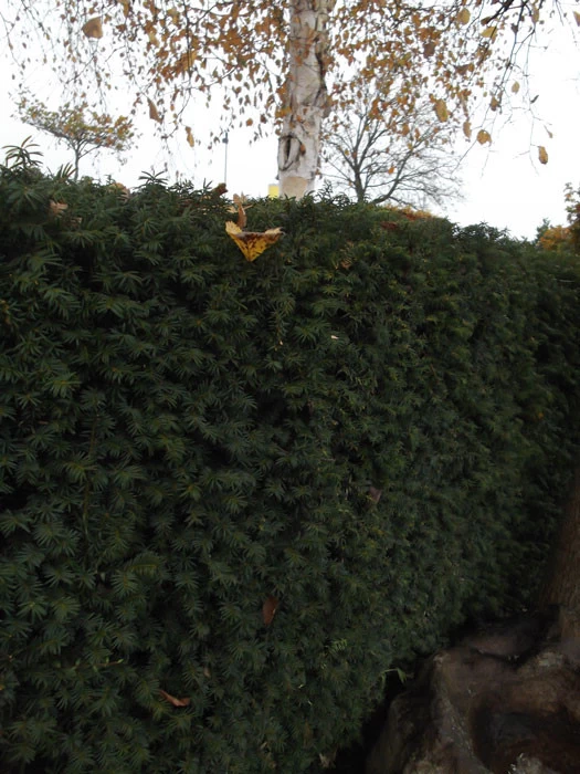 Taxus Media 'Hillii', Männliche Becher-Eibe 3 Taxus Media 'Hillii', Männliche Becher-Eibe – Bild 3