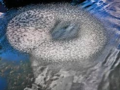 AquaOxy Belüfterring D 60 Cm Von OASE (Art.Nr. 88667) -Gartengrün -Pflanze beluefterring 3 1280x1280