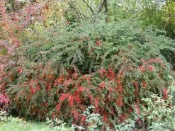 Berberis Verruculosa, Warzenberberitze -Gartengrün -Pflanze berberis verruculosa 1280x1280