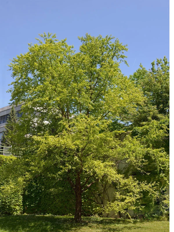 Betula Nigra, Schwarz-Birke - Hochstamm 1 Betula Nigra, Schwarz-Birke - Hochstamm