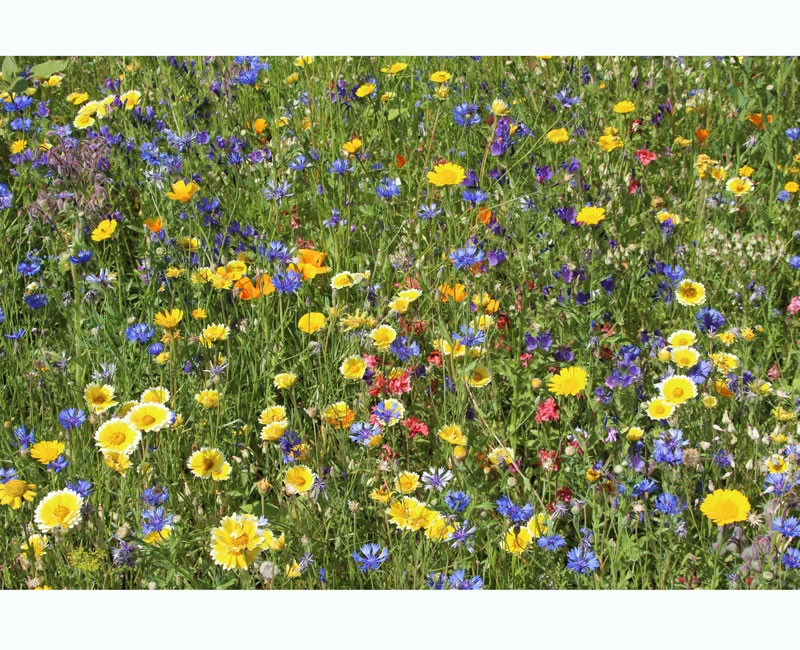 Blumenwiese - Falterfreude 1 Blumenwiese - Falterfreude