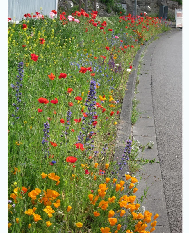 Blumenwiese - Bienenwiese 1 Blumenwiese - Bienenwiese