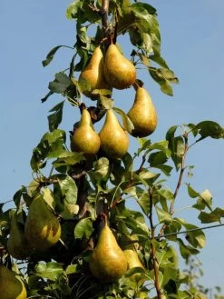 Duo-Birnbaum - Williams Christ Und Conference 5 Duo-Birnbaum - Williams Christ Und Conference -Gartengrün -Pflanze birne conference632dc103dffee 1280x1280