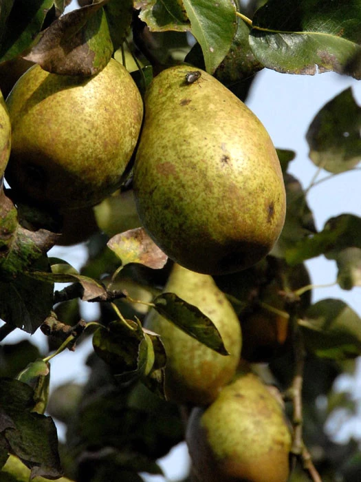 Birne Gräfin Von Paris 1 Birne Gräfin Von Paris