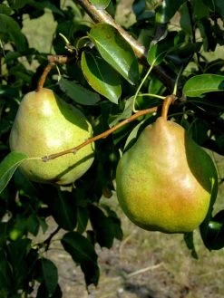 Duo-Birnbaum - Williams Christ Und Gute Luise 5 Duo-Birnbaum - Williams Christ Und Gute Luise -Gartengrün -Pflanze birne gute luise63344a6767060 1280x1280