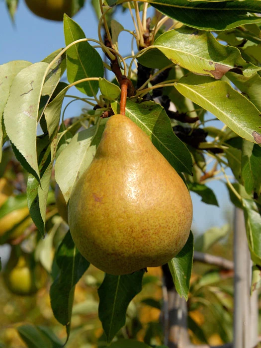 Birne Harrow Sweet 1 Birne Harrow Sweet