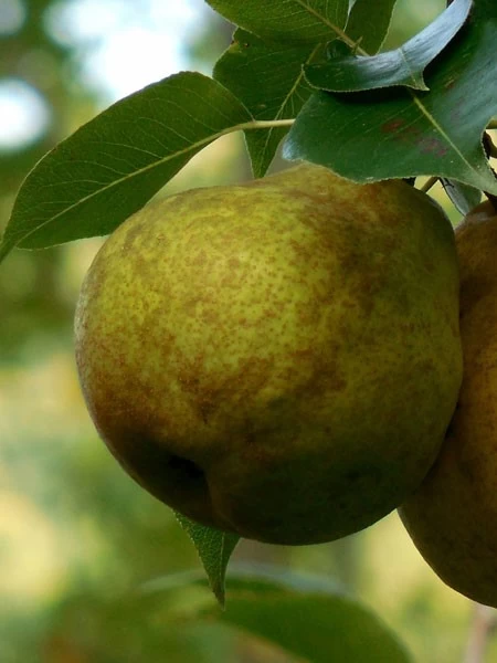 Säulenbirne 'Obelisk', Pyrus Communis 'Obelisk' 1 Säulenbirne 'Obelisk', Pyrus Communis 'Obelisk'