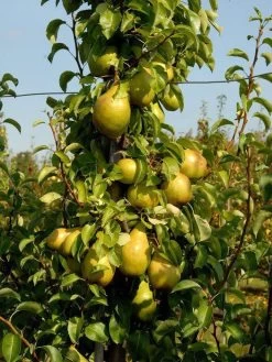 Williams Christ, Birne U-Spalier