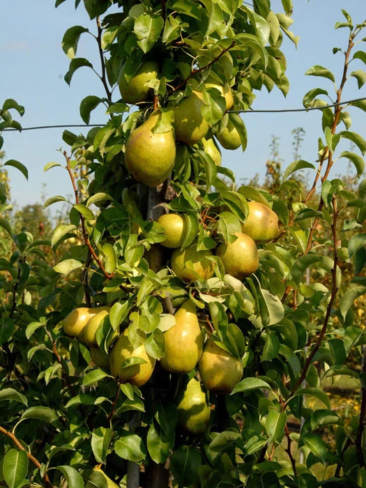 Duo-Birnbaum - Williams Christ Und Conference 2 Duo-Birnbaum - Williams Christ Und Conference – Bild 2