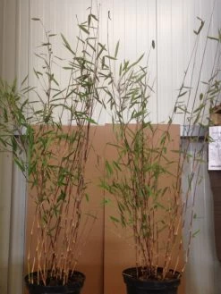 Fargesia Nitida 'Black Pearl' - Glänzender Schirm-Bambus -Gartengrün -Pflanze black pearl pflanze 1280x1280