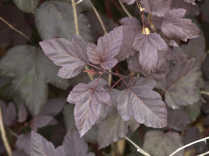 Physocarpus Opulifolius 'Diabolo', Rote Blasenspiere 2 Physocarpus Opulifolius 'Diabolo', Rote Blasenspiere – Bild 2