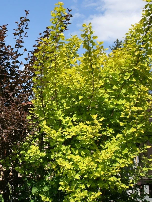 Physocarpus Opulifolius 'Darts Gold', Gelbe Blasenspiere 2 Physocarpus Opulifolius 'Darts Gold', Gelbe Blasenspiere – Bild 2