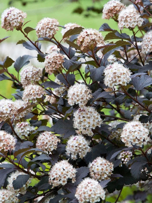 Physocarpus Opulifolius 'Diabolo', Rote Blasenspiere 1 Physocarpus Opulifolius 'Diabolo', Rote Blasenspiere