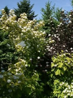 Physocarpus Opulifolius 'Darts Gold', Gelbe Blasenspiere 6 Physocarpus Opulifolius 'Darts Gold', Gelbe Blasenspiere -Gartengrün -Pflanze blasenspiere gelb 1280x1280