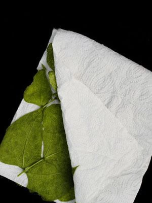 Phytoseiulus-Raubmilbe (Art.Nr. KB4480) 2 Phytoseiulus-Raubmilbe (Art.Nr. KB4480) – Bild 2