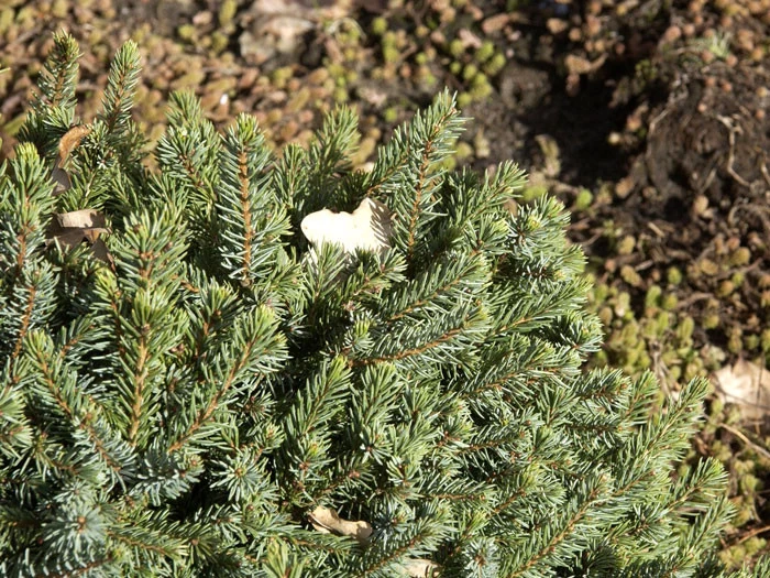 Picea Glauca 'Echiniformis', Blaue Igel-Fichte 2 Picea Glauca 'Echiniformis', Blaue Igel-Fichte – Bild 2