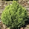 Chamaecyparis Lawsoniana 'Minima Glauca', Blaue Zwergzypresse