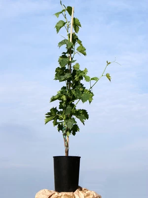 Tafel- Und Weintraube Blauer Portugieser 2 Tafel- Und Weintraube Blauer Portugieser – Bild 2