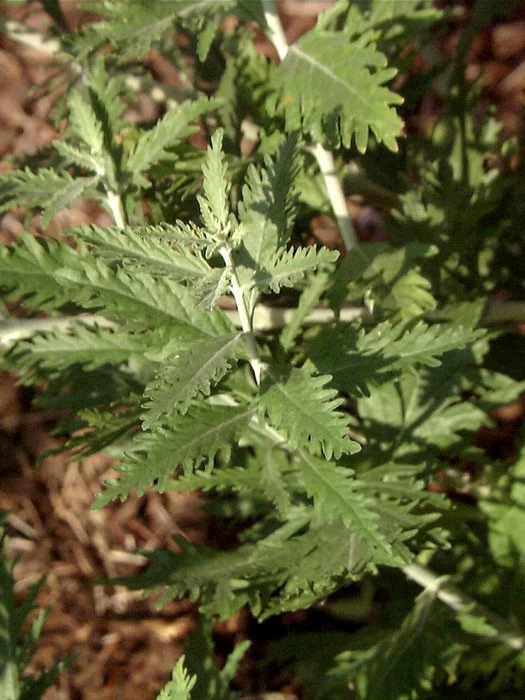 Perovskia Abrotanoides, Blauraute, Silberstrauch 3 Perovskia Abrotanoides, Blauraute, Silberstrauch – Bild 3