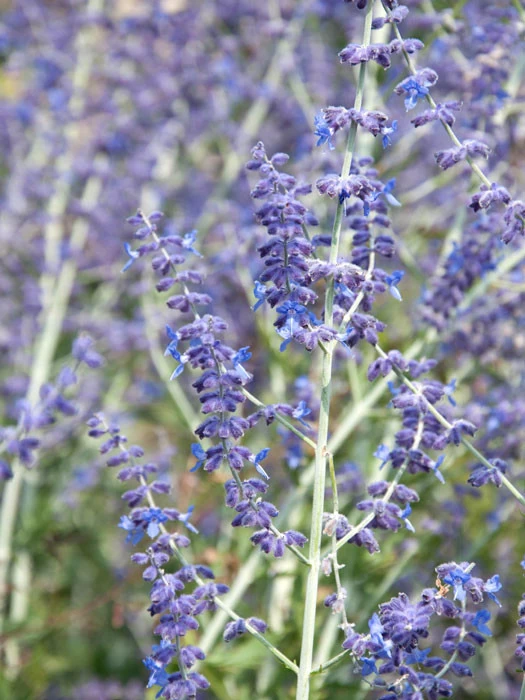 Perovskia Abrotanoides, Blauraute, Silberstrauch 1 Perovskia Abrotanoides, Blauraute, Silberstrauch