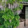 Wisteria Floribunda 'Pink Ice' ('Honbeni'), Blauregen