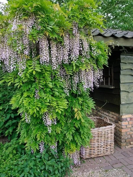 Wisteria Floribunda 'Pink Ice' ('Honbeni'), Blauregen 1 Wisteria Floribunda 'Pink Ice' ('Honbeni'), Blauregen