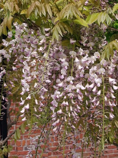 Wisteria Floribunda 'Rosea', Blauregen 2 Wisteria Floribunda 'Rosea', Blauregen – Bild 2