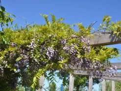 Wisteria Floribunda 'Violacea Plena', Blauregen