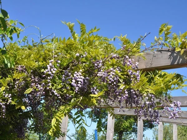 Wisteria Floribunda 'Violacea Plena', Blauregen 1 Wisteria Floribunda 'Violacea Plena', Blauregen