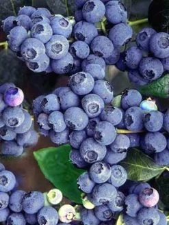 Heidelbeere 'Bluecrop'