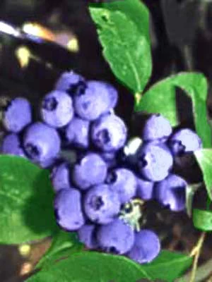 Heidelbeere 'Berkeley' 1 Heidelbeere 'Berkeley'