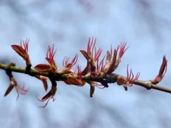 Cercidiphyllum Japonicum, Kuchenbaum -Gartengrün -Pflanze bluete kuchenbaum 1280x1280