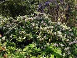 Skimmia Japonica 'Rubella', Japanische Blütenskimmie 7 Skimmia Japonica 'Rubella', Japanische Blütenskimmie -Gartengrün -Pflanze bluetenskimmie 1280x1280