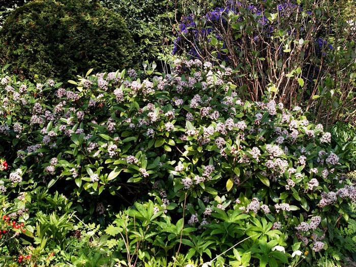 Skimmia Japonica 'Rubella', Japanische Blütenskimmie 4 Skimmia Japonica 'Rubella', Japanische Blütenskimmie – Bild 4
