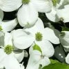 Cornus Florida, Blumen-Hartriegel