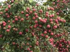 Cornus Kousa Chinensis, Chinesischer Blumenhartriegel 6 Cornus Kousa Chinensis, Chinesischer Blumenhartriegel -Gartengrün -Pflanze blumenhartriegel frucht55599c54e5e89 1280x1280