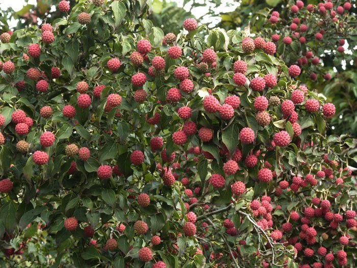 Cornus Kousa Chinensis, Chinesischer Blumenhartriegel 3 Cornus Kousa Chinensis, Chinesischer Blumenhartriegel – Bild 3