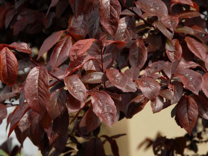 Prunus Cerasifera 'Nigra', Blutpflaume 2 Prunus Cerasifera 'Nigra', Blutpflaume – Bild 2