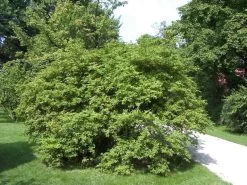 Ligustrum Obtusifolium Regelianum, Flächen-Liguster 10 Ligustrum Obtusifolium Regelianum, Flächen-Liguster -Gartengrün -Pflanze bodendecker liguster 1280x1280