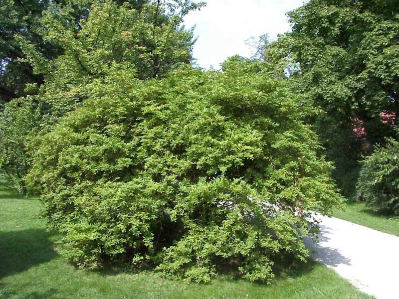 Ligustrum Obtusifolium Regelianum, Flächen-Liguster 5 Ligustrum Obtusifolium Regelianum, Flächen-Liguster – Bild 5