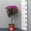 Bougainvillea 'Glabra Sanderiana', Lila-blättrige Bougainvillea