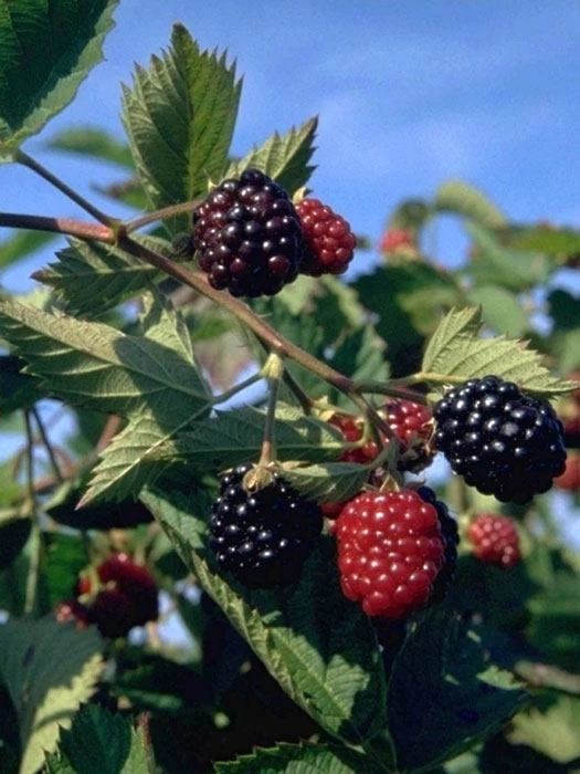 Brombeere 'Loch Ness' 1 Brombeere 'Loch Ness'