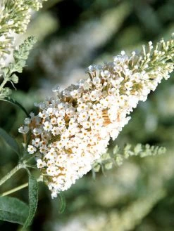 Buddleja Buzz-Hybride 'Ivory', Zwerg-Sommerflieder