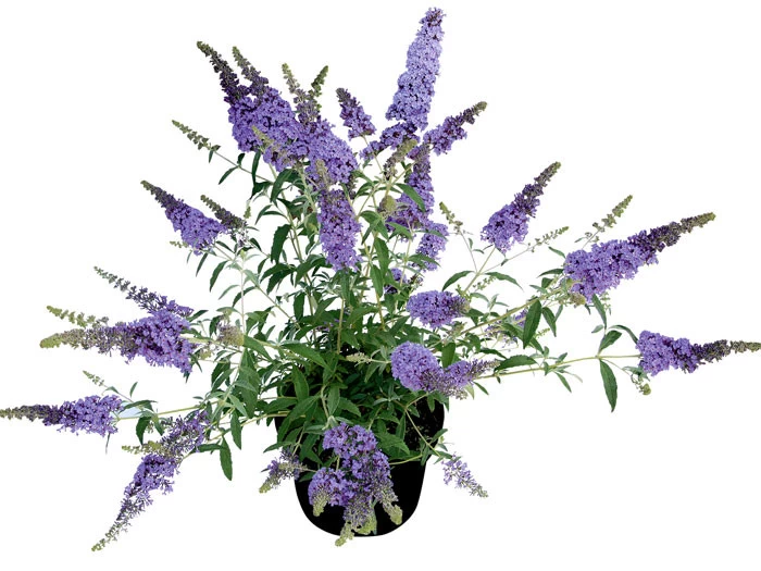 Buddleja Buzz-Hybride 'Sky Blue', Zwerg-Sommerflieder 2 Buddleja Buzz-Hybride 'Sky Blue', Zwerg-Sommerflieder – Bild 2