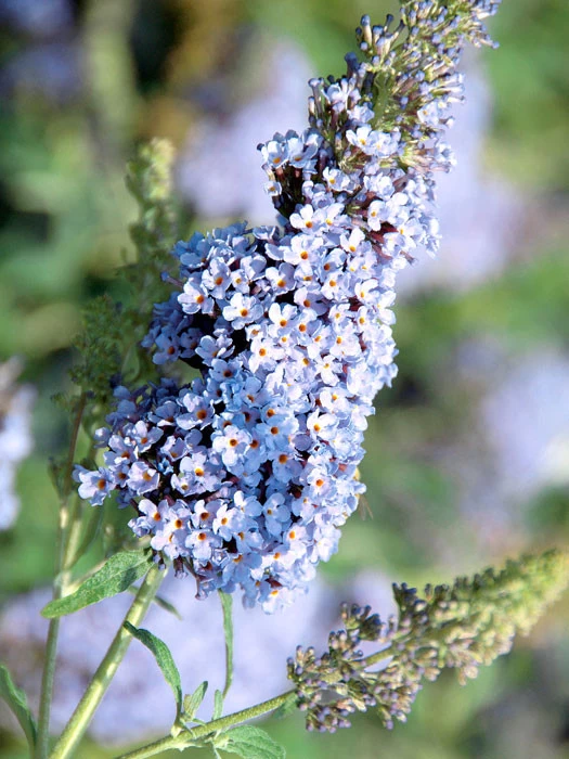 Buddleja Buzz-Hybride 'Sky Blue', Zwerg-Sommerflieder 1 Buddleja Buzz-Hybride 'Sky Blue', Zwerg-Sommerflieder
