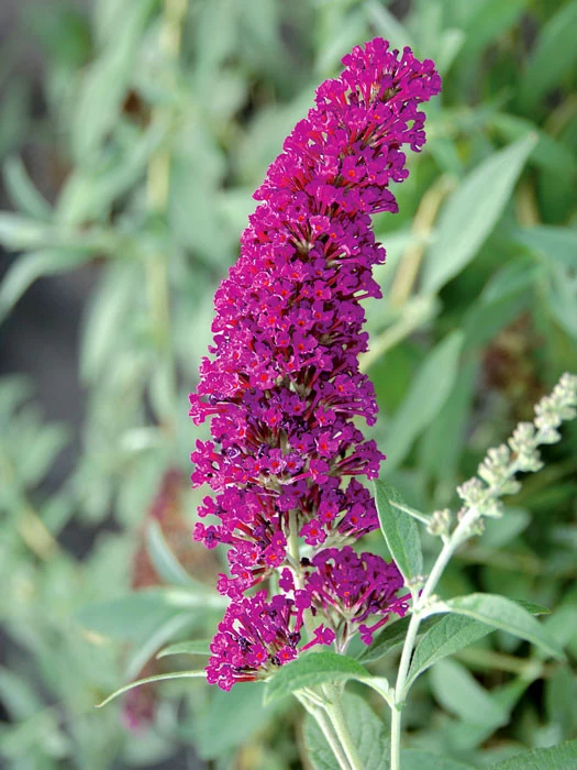 Buddleja Buzz-Hybride 'Velvet', Zwerg-Sommerflieder 1 Buddleja Buzz-Hybride 'Velvet', Zwerg-Sommerflieder