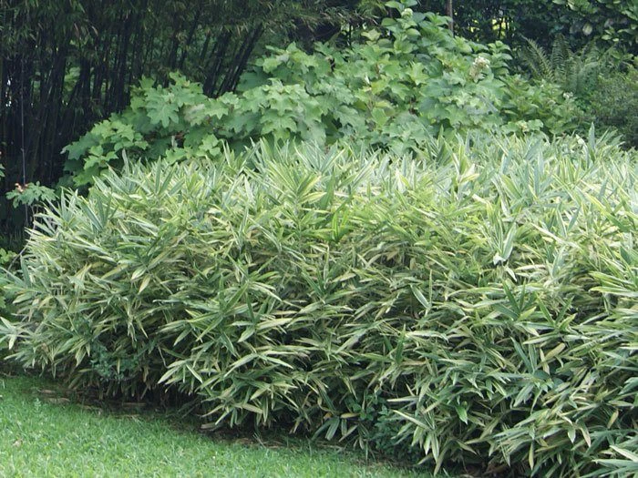 Hibanobambusa Tranquillans 'Shiroshima', Buschiger Streifenbambus 2 Hibanobambusa Tranquillans 'Shiroshima', Buschiger Streifenbambus – Bild 2