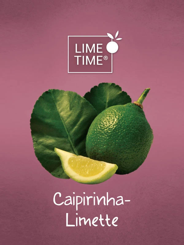 Limettenbaum 'Caipirinha-Limette' - Lime Time® 2 Limettenbaum 'Caipirinha-Limette' - Lime Time® – Bild 2