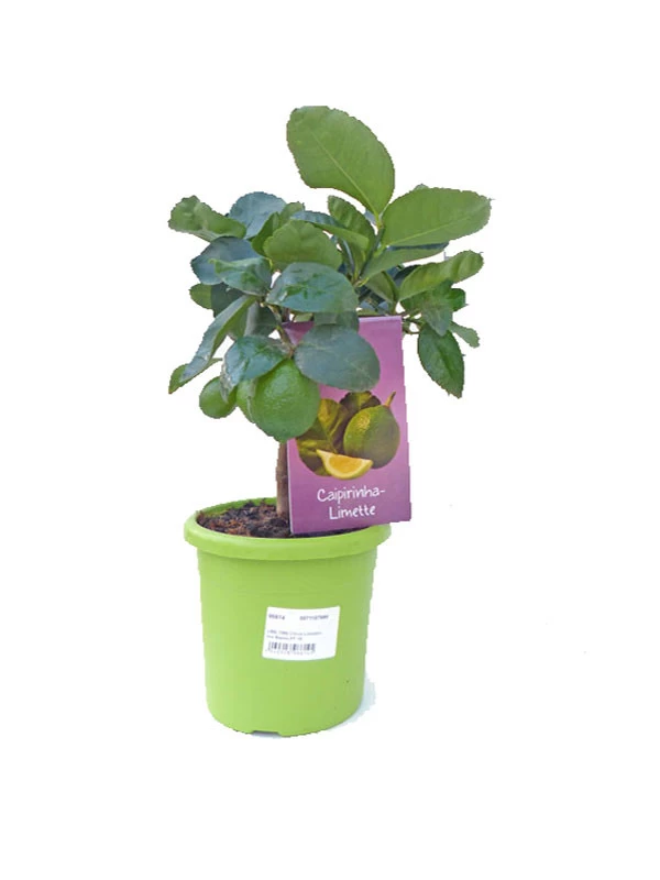 Limettenbaum 'Caipirinha-Limette' - Lime Time® 1 Limettenbaum 'Caipirinha-Limette' - Lime Time®