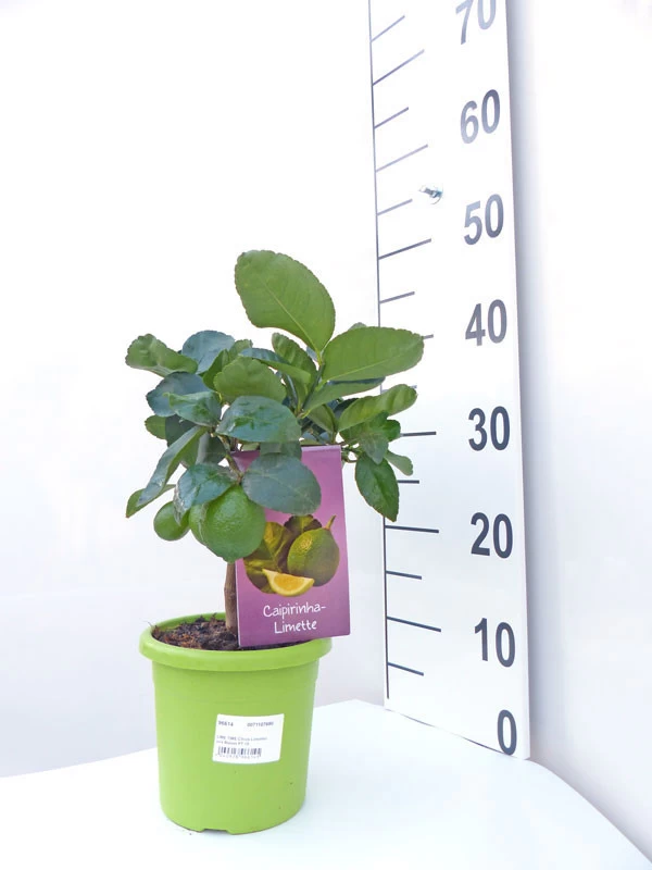 Limettenbaum 'Caipirinha-Limette' - Lime Time® 3 Limettenbaum 'Caipirinha-Limette' - Lime Time® – Bild 3